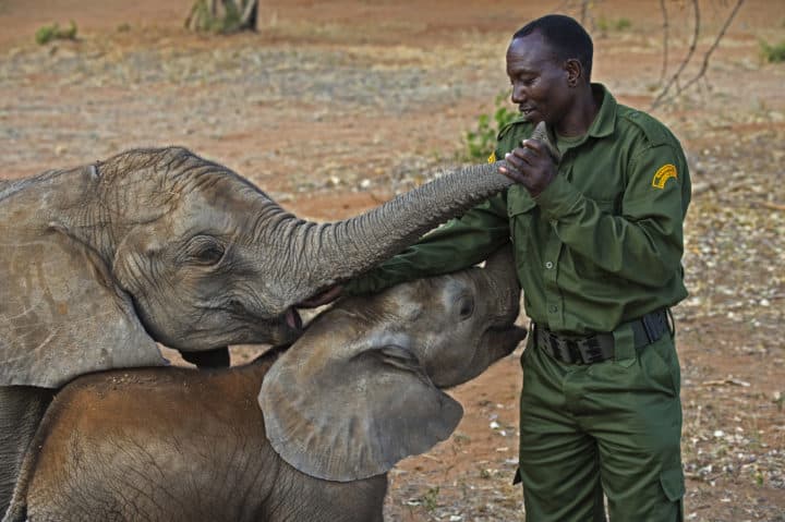 Mahout patting two elephants in an outdoor safari