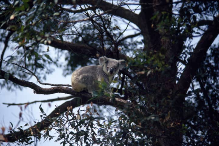 a koala sitting in a tree