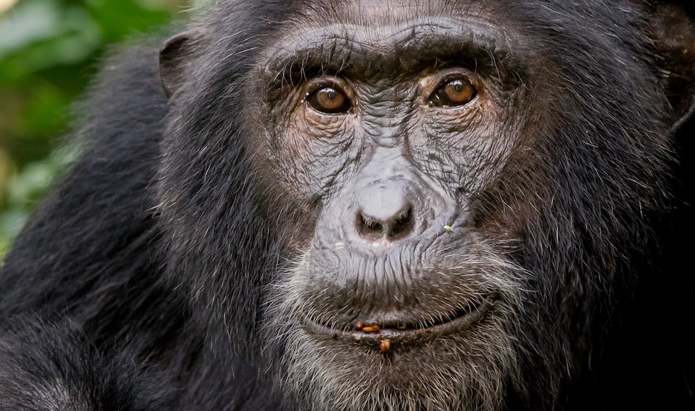 Uganda photo safari