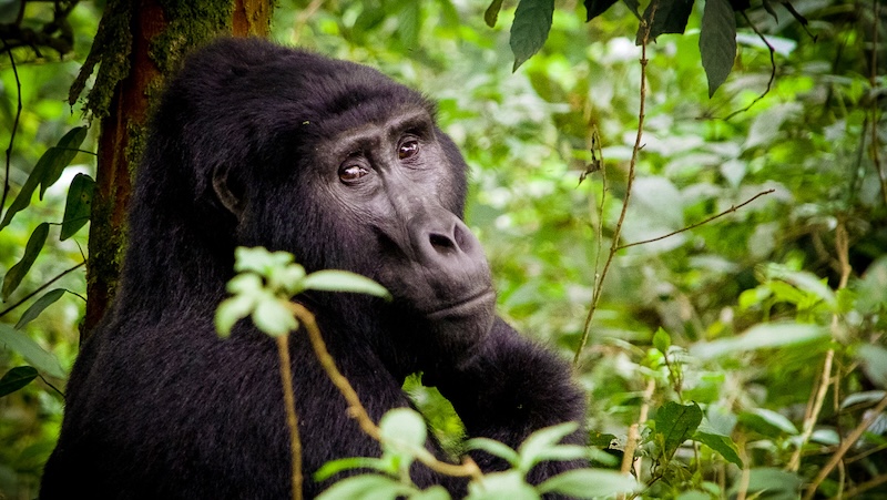 Uganda photo safari