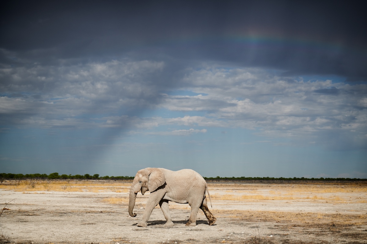 Namibia photo tour Etosha