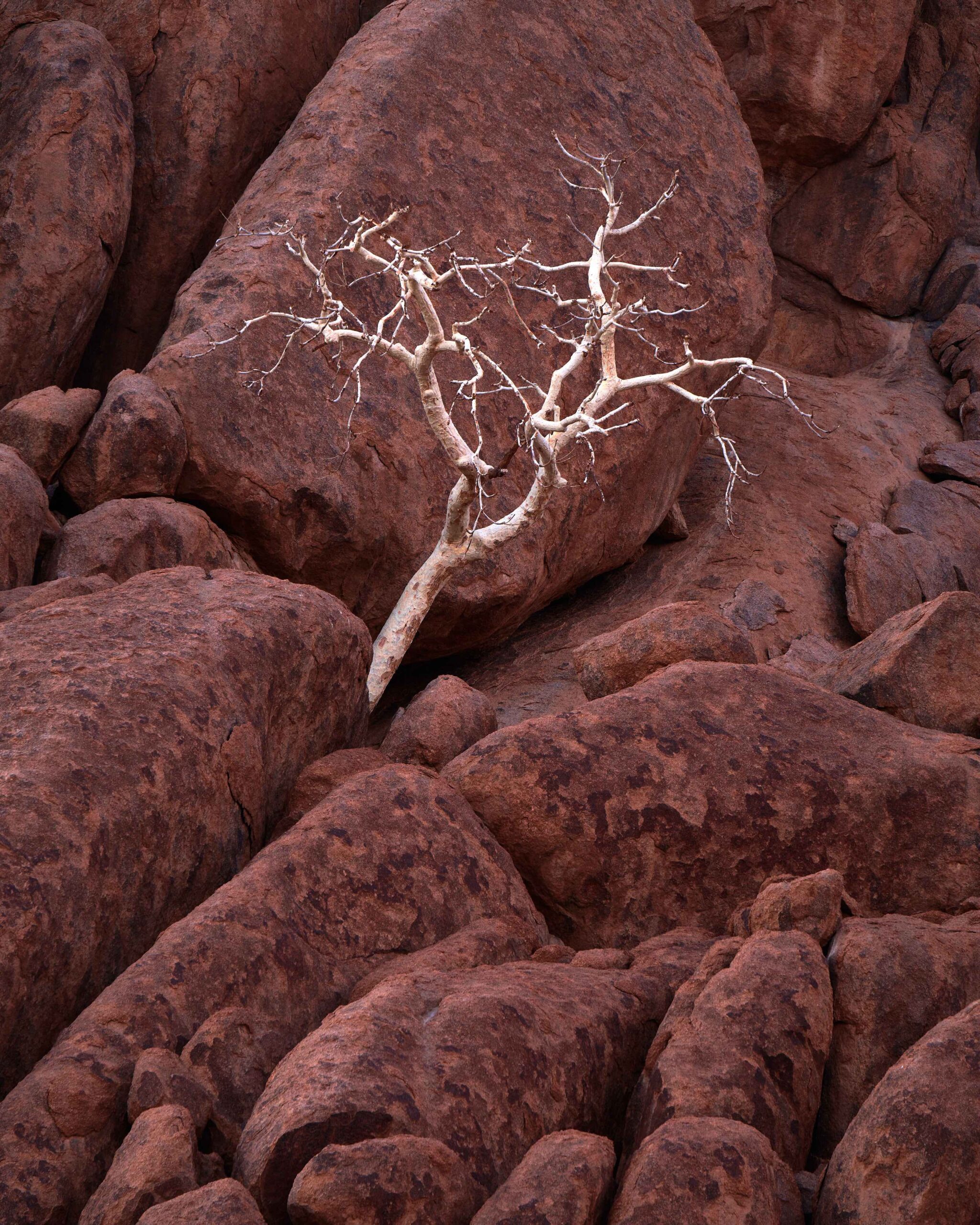 white tree photographed in namibia