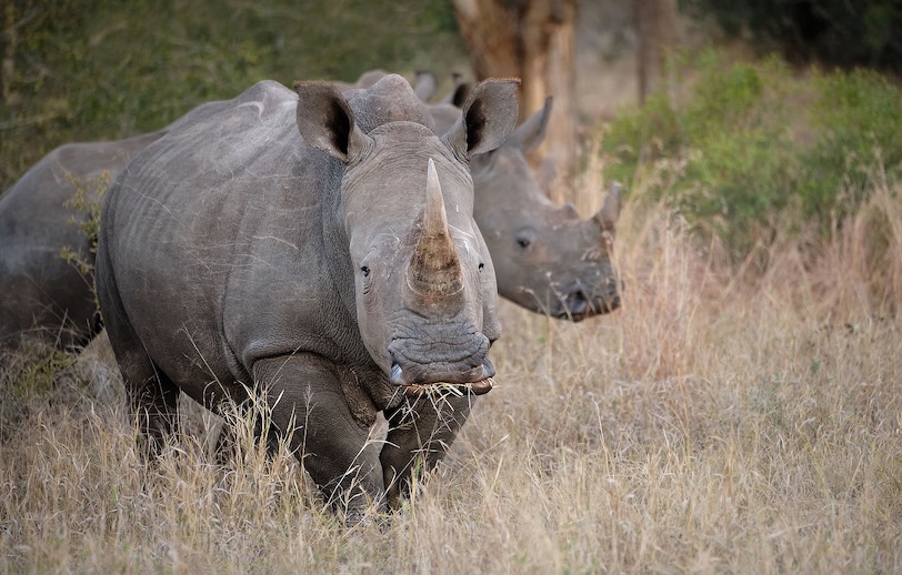 South Africa photo safari rhinos_10