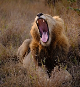 lion photo safari South Africa