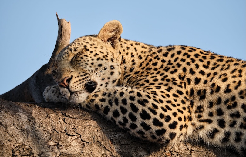 leopard South Africa photo safari_4