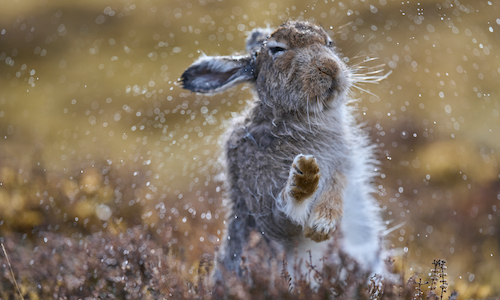 Mountain hare photography workshop