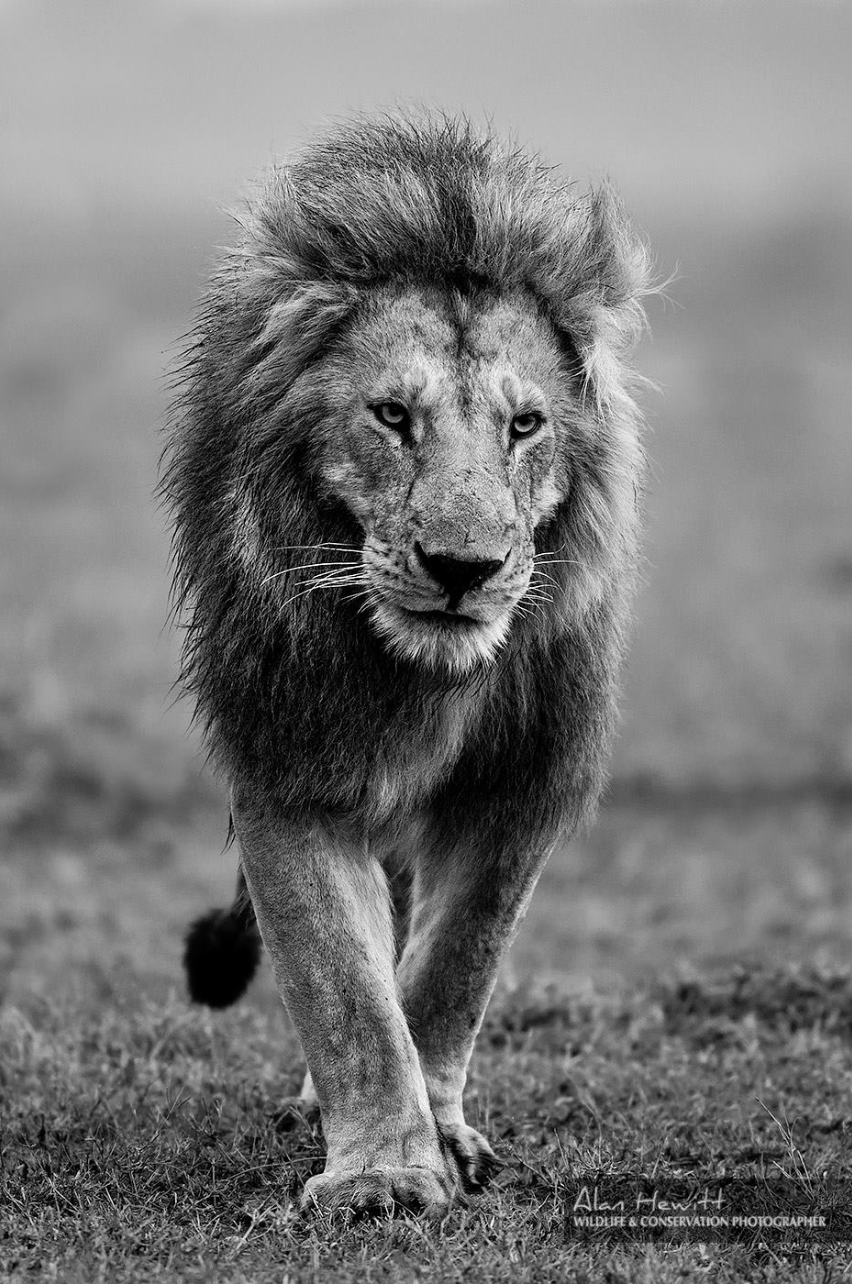 lion walking and captured by a wildlife photographer