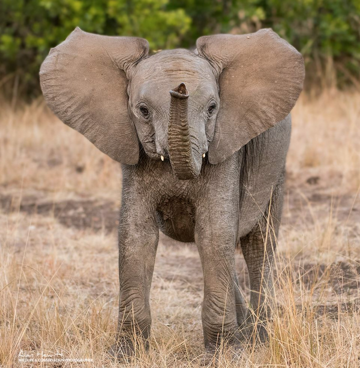 baby elephant