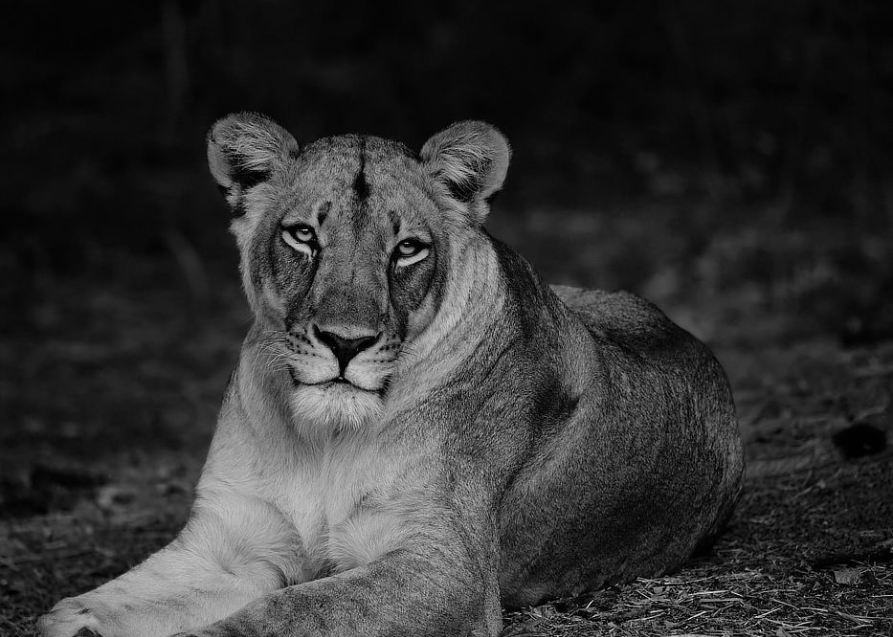 black and white photo of a lion captured on a photo safari in botswana