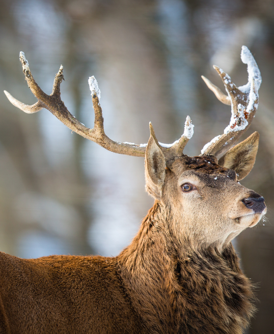 Stag with snowy antlers in Yellowstone USA