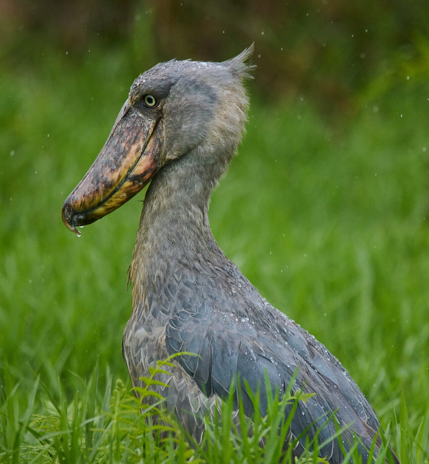Shoebill portrait