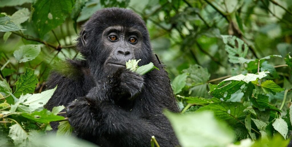 Uganda Photo Safari: Gorillas and Chimps
