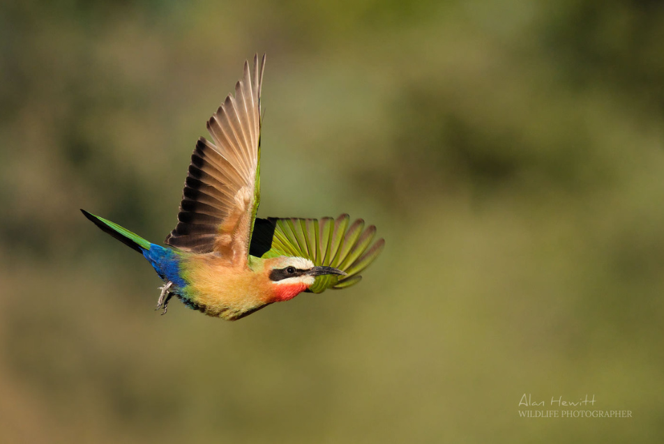 african bird captured mid flight on photo tour in botswana