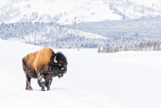 Bison Yellowstone photo tour