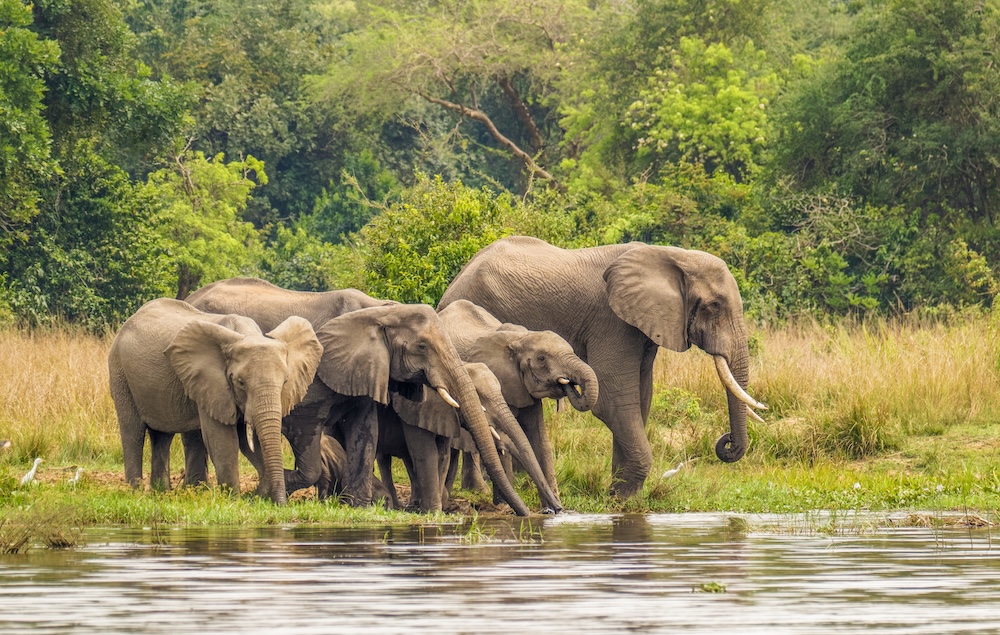 Uganda photo safari