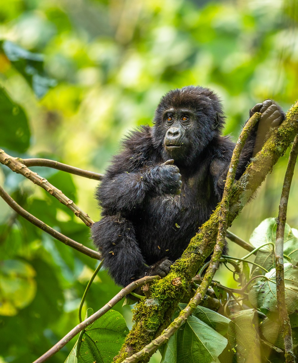 Uganda photo safari