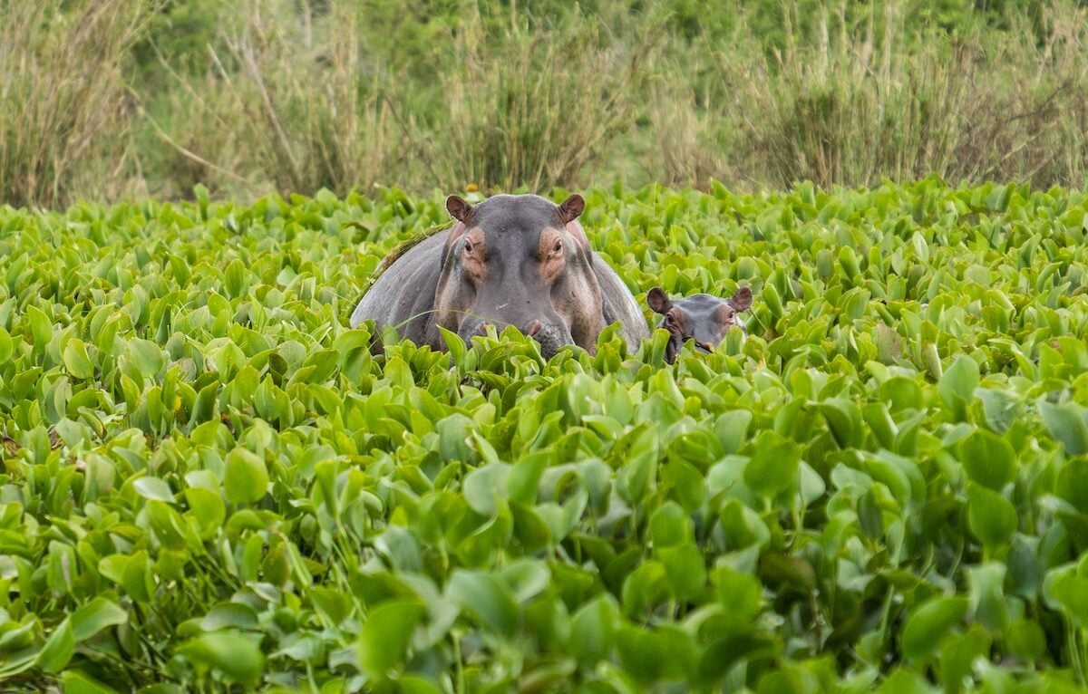 hippos