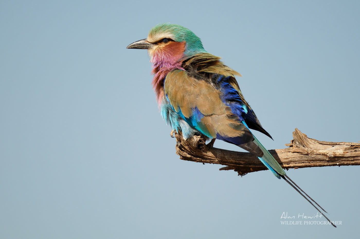 lilac breasted roller bird captured during a photo safari in botswana_5