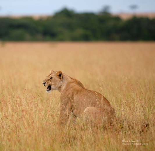 MAASAI MARA PHOTOGRAPHY WORKSHOP