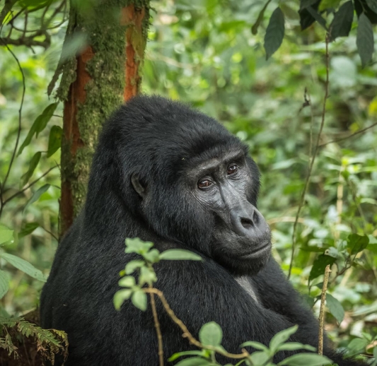 GORILLA TREKKING PHOTO TOUR