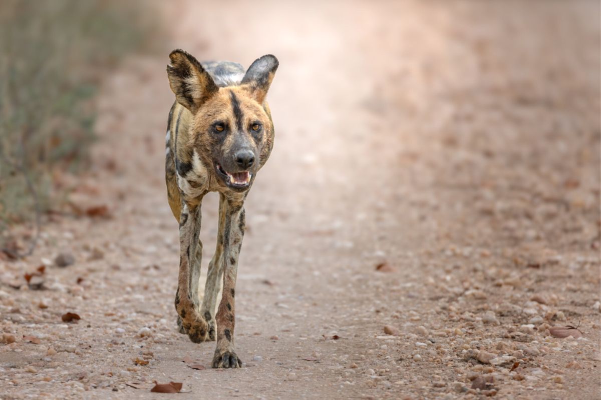 wild dog walking along in south africa_10