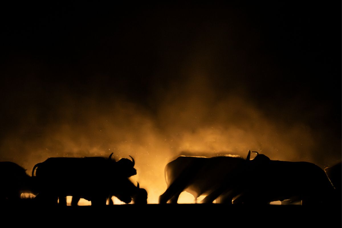 shadowy silhouette of animals walking along at night on photo safari_3