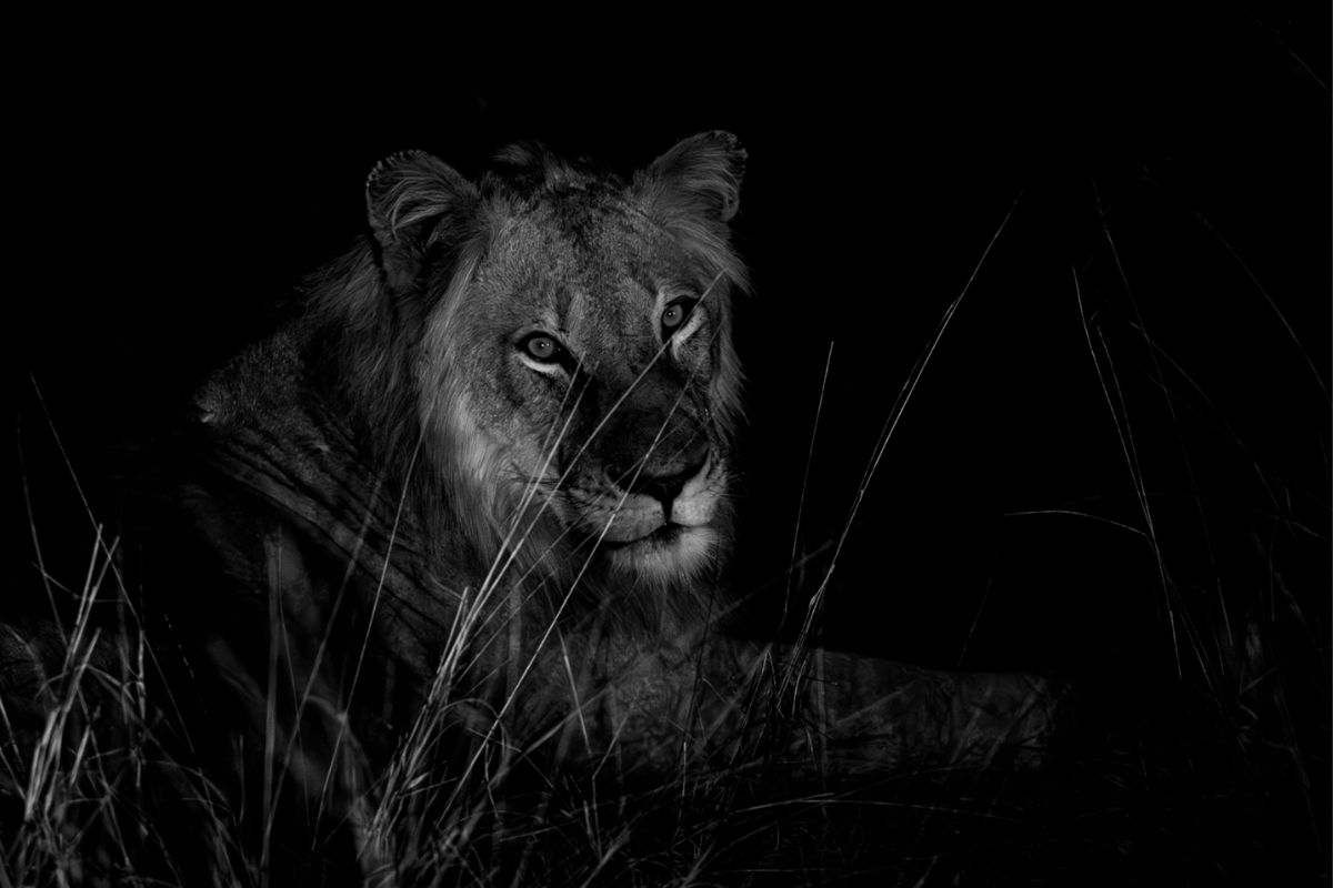 lion captured in the dark and in black and white for effect