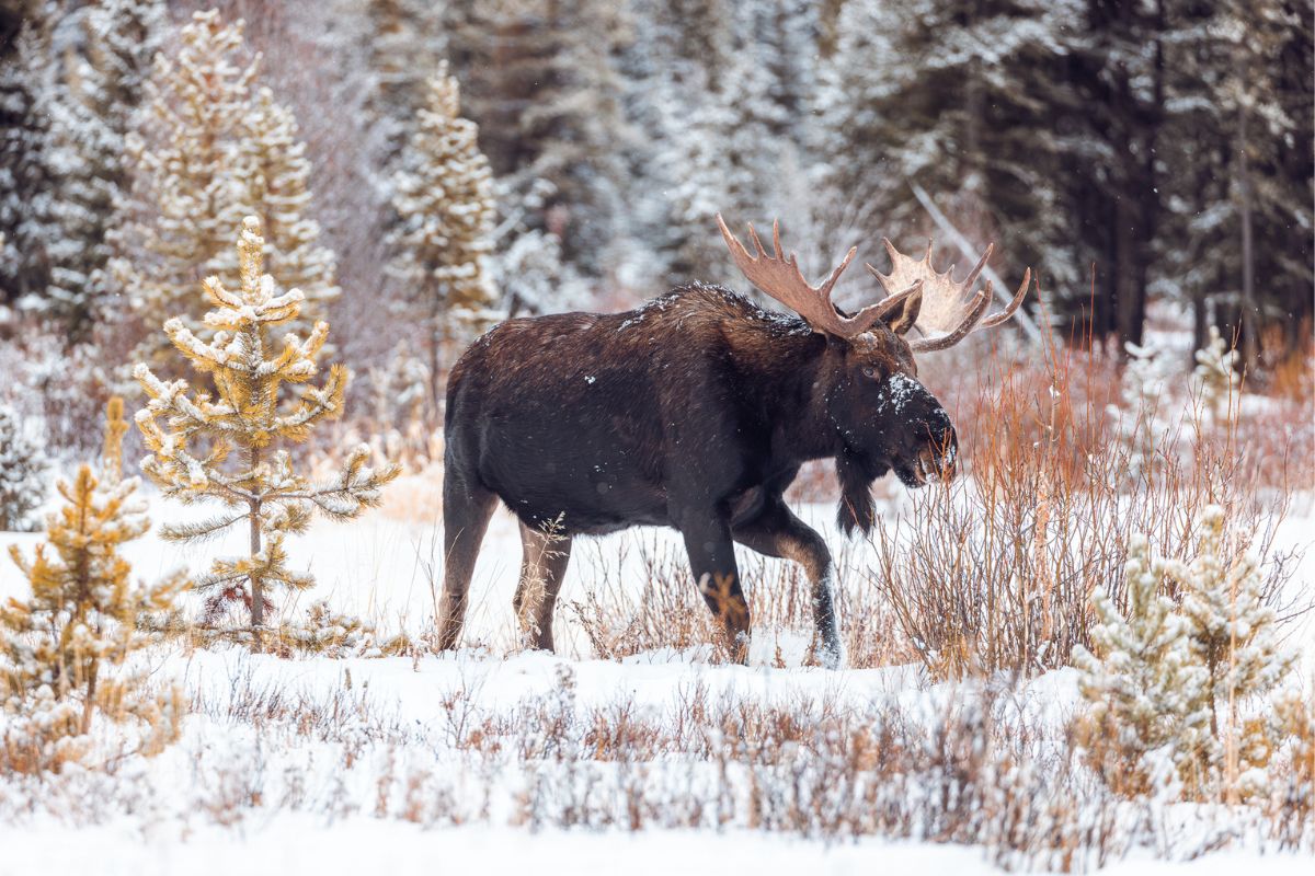 moose with huge antlers trekking through the winter landscape of yellowstone_3