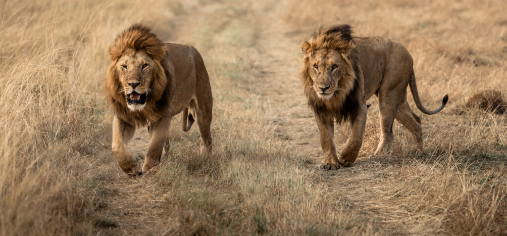 Maasai Mara Wildlife Photography & Conservation Workshop