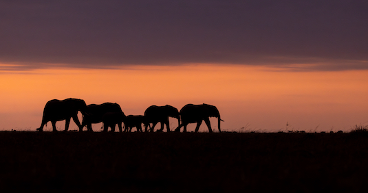 Maasai Mara photo safari