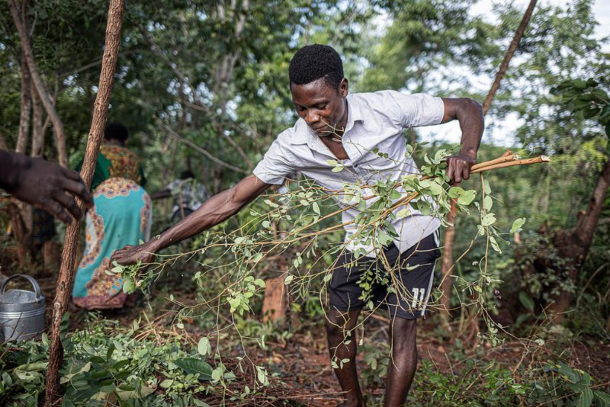 man helping with forest work in africa_2