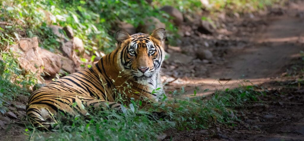 Tigers of India Photo Tour