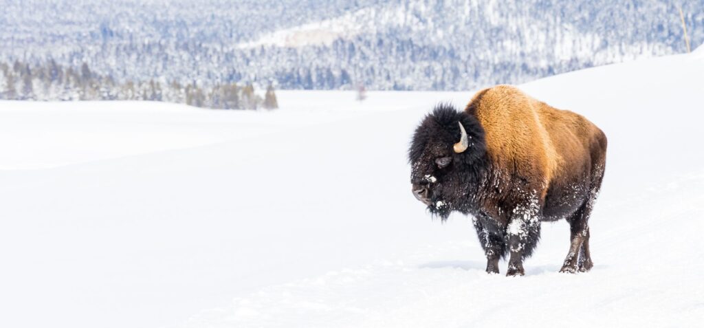 Yellowstone Photography Workshop