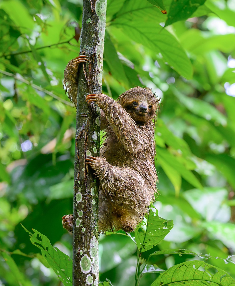 Costa Rica wildlife photography sloth