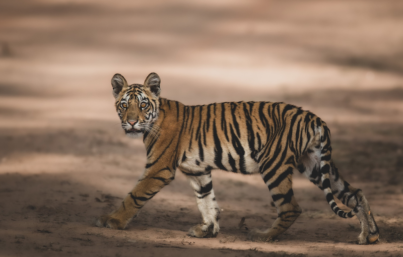 India tiger photo safari_8