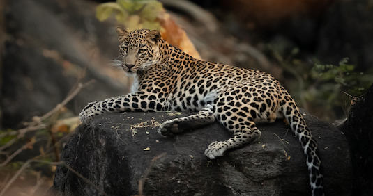 India photo tour leopard