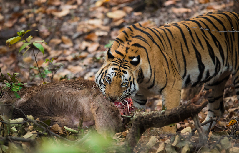 India tiger photo tour_6