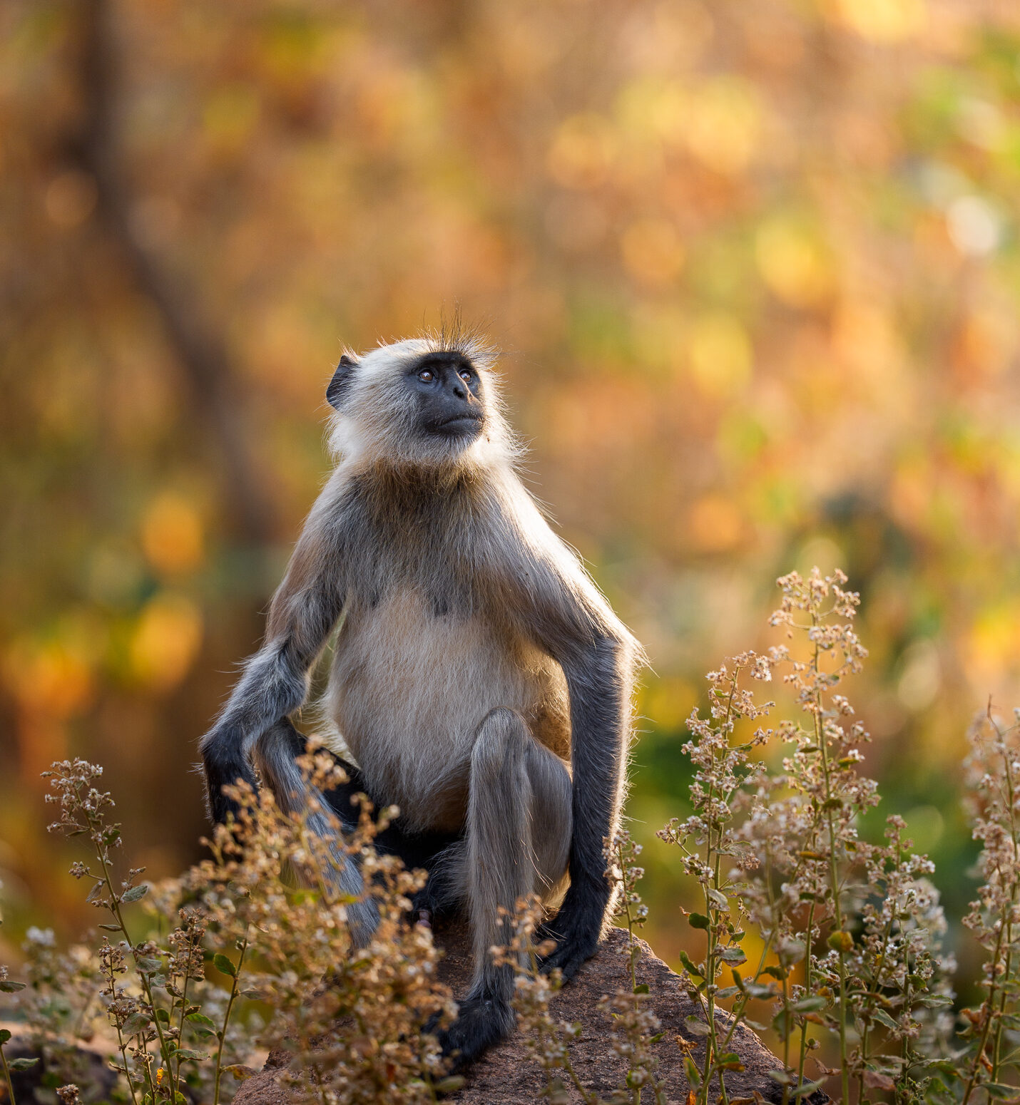 A grey langur sits alertly on a rock surrounded by wildflowers and golden autumn foliage, captured during the Tigers of India Photo Tour on a Penda Photo Tour.