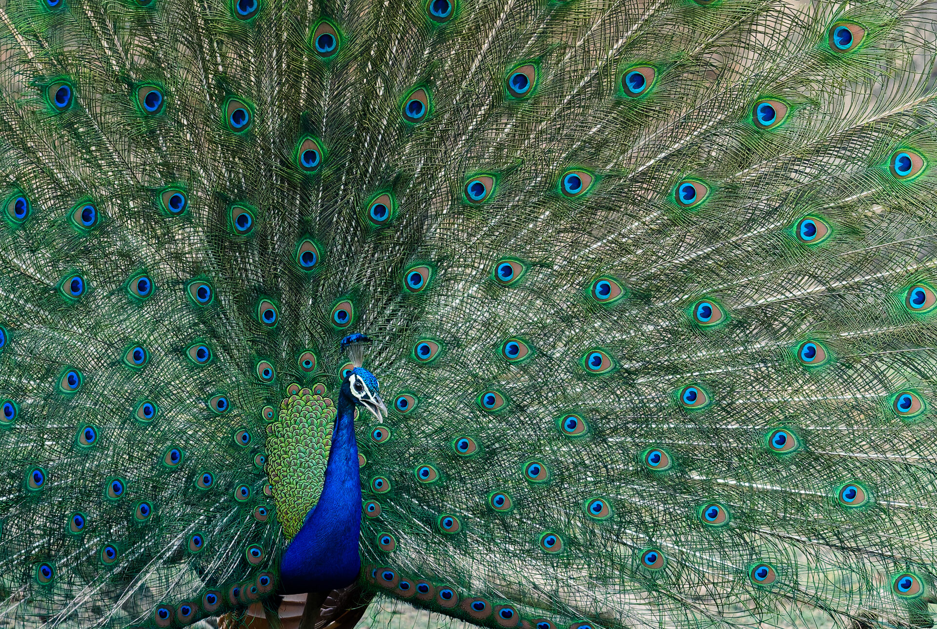 A vibrant peacock displays its full fan of iridescent green and blue feathers, captured during the Tigers of India Photo Tour on a Penda Photo Tour.