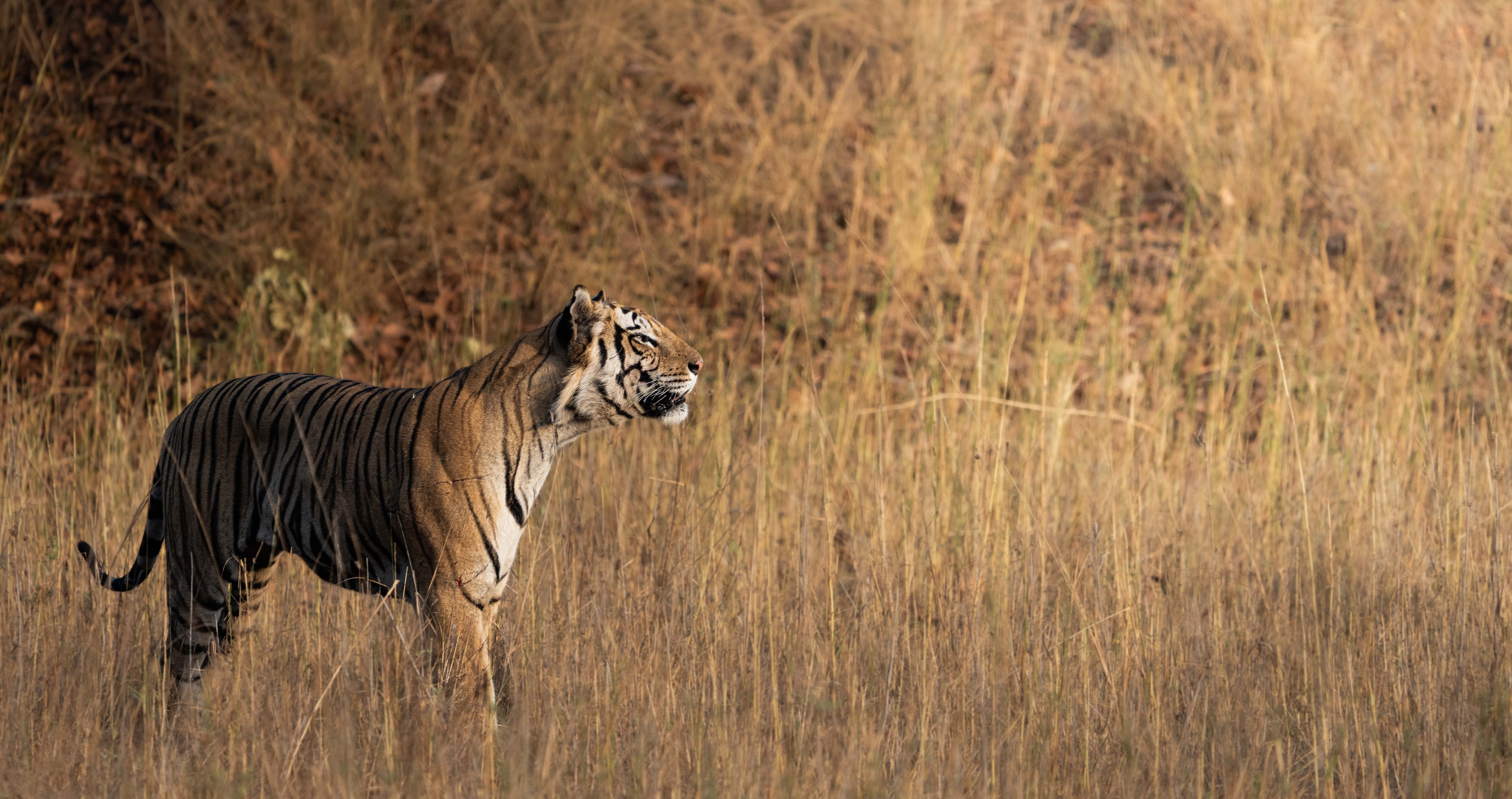 A Bengal tiger stands alert amid tall golden grass in warm evening light, captured during the Tigers of India Photo Tour on a Penda Photo Tour.