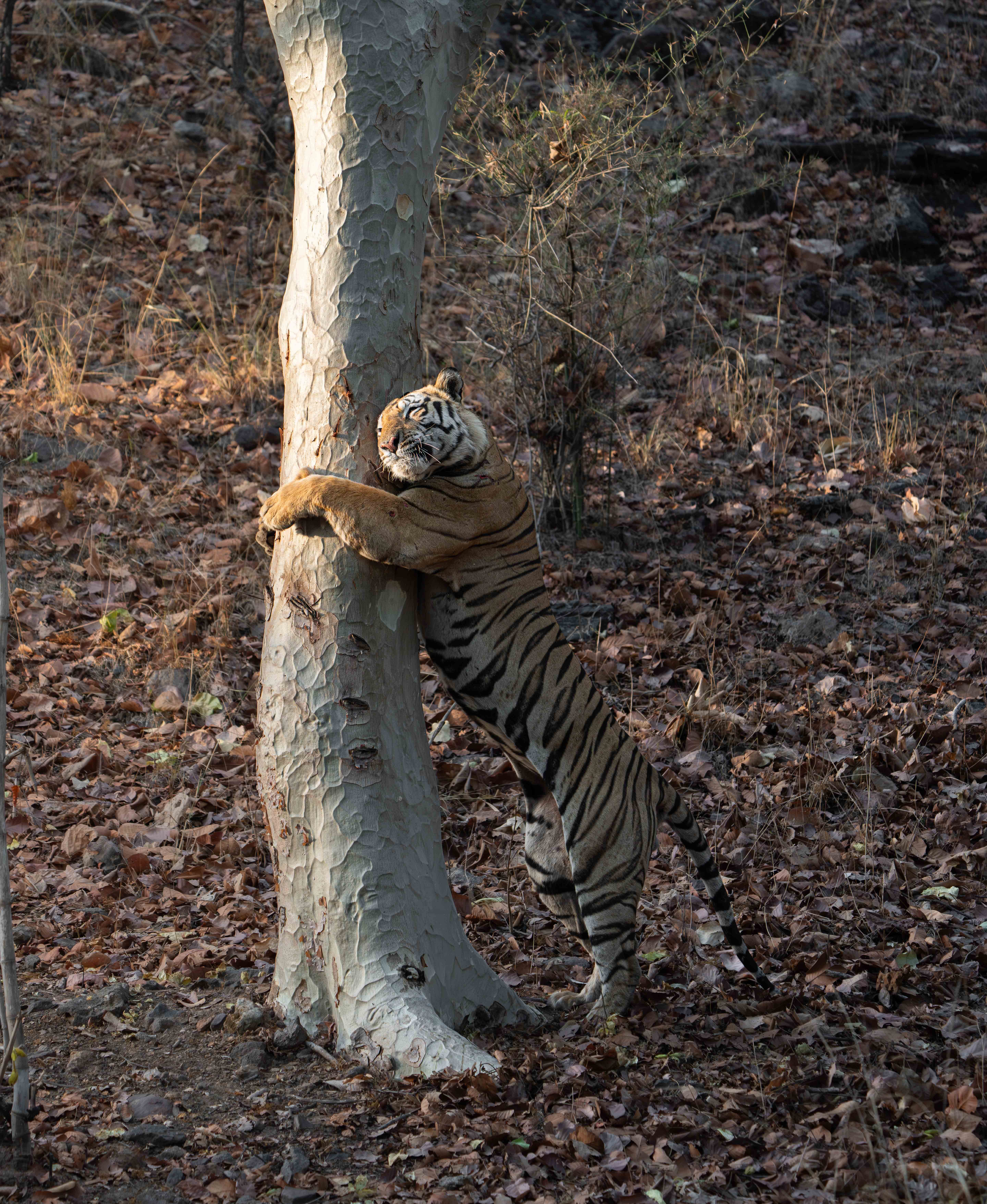 A Bengal tiger stands on its hind legs, scratching and marking a tree trunk in the forest, captured during the Tigers of India Photo Tour on a Penda Photo Tour.