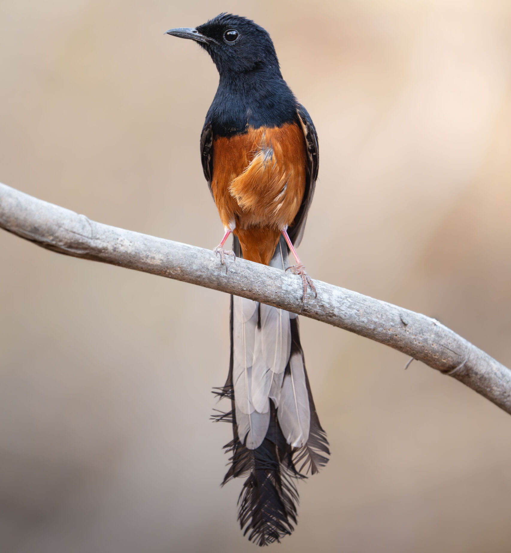 A striking white-rumped shama with a rich orange breast and long tail feathers perched on a branch, photographed during the Tigers of India Photo Tour on a Penda Photo Tour.