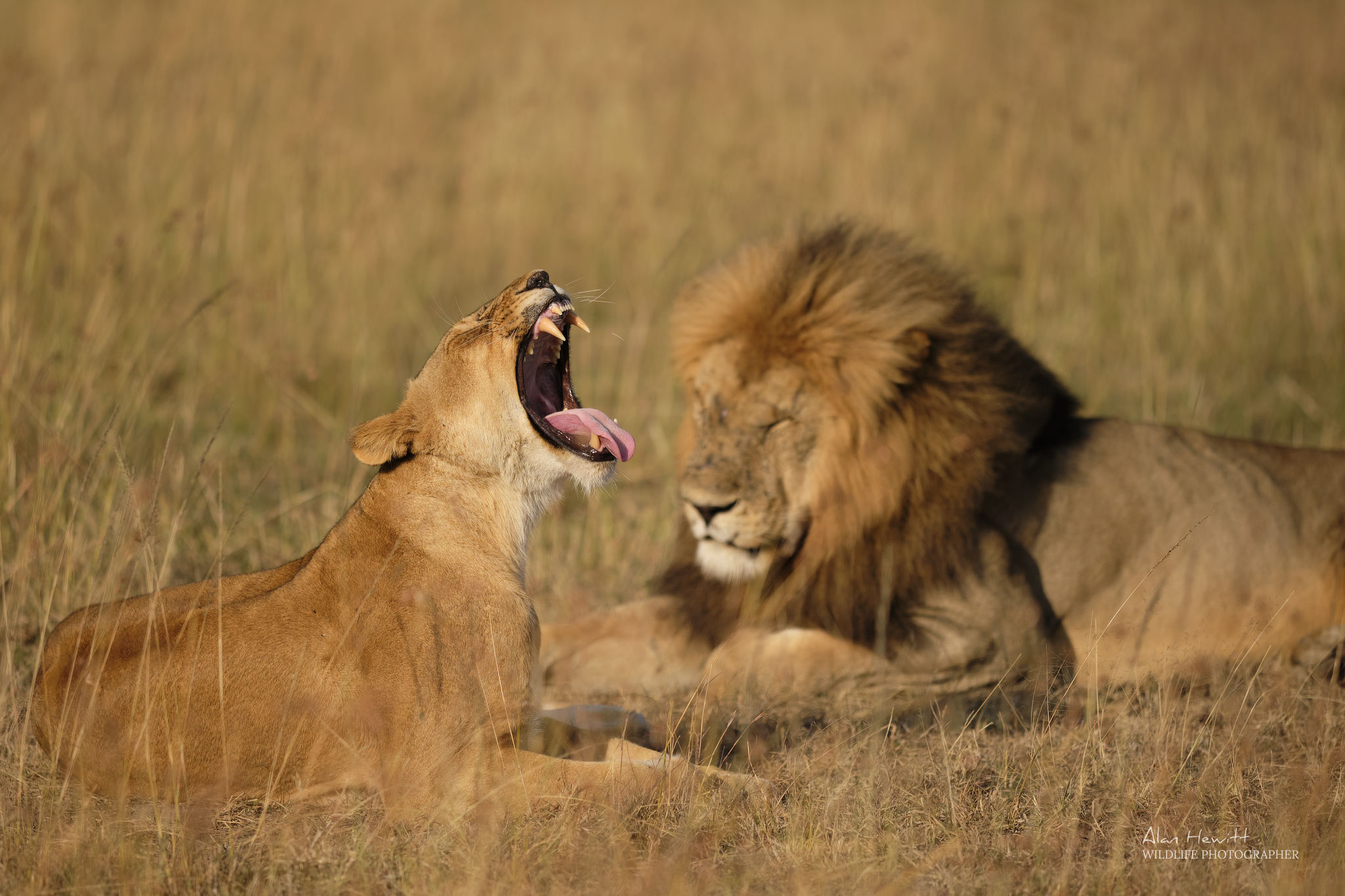 lioness yawning widely while resting beside a lion in the grassy plains