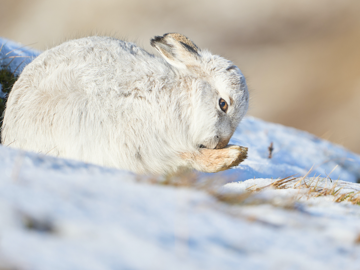 a mountain hare grooming its paw in a snowy landscape