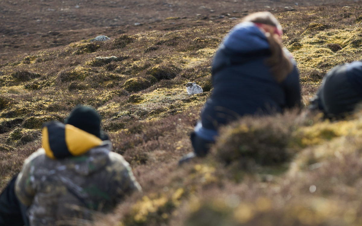 photographers quietly observing a mountain hare from a distance