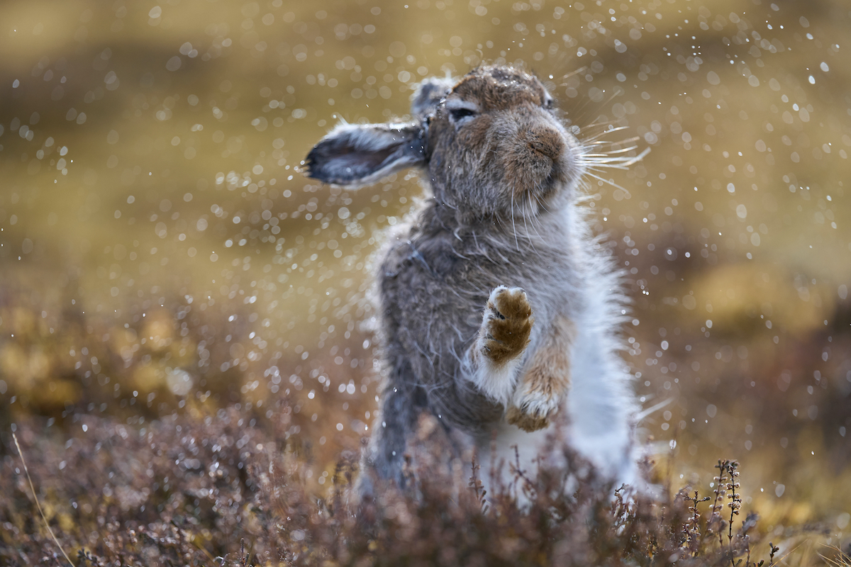 a mountain hare shaking off water in a meadow