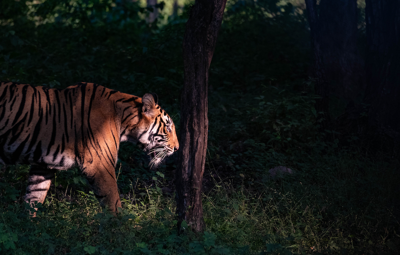 India tiger photo tour_2