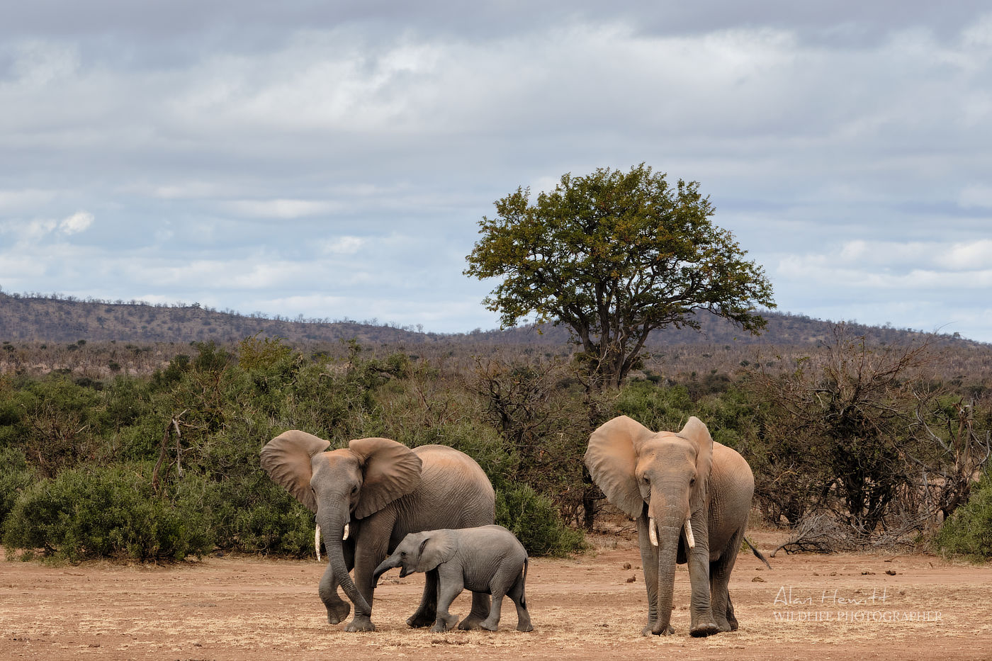 trio of elephants, including a baby, walking through a dry savanna with distant hills and trees