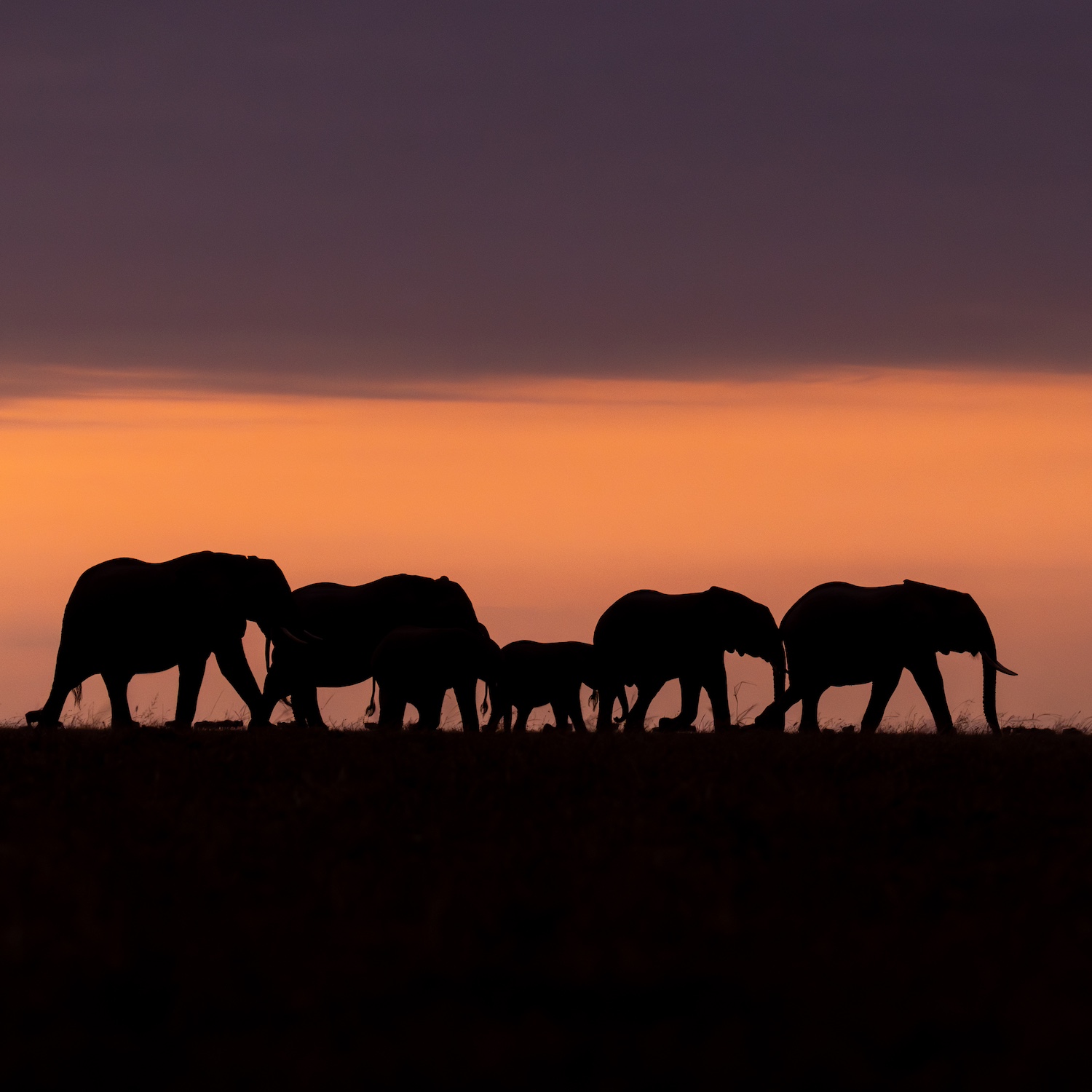 Elephants in a field, silhouetted against a vibrant sunset.