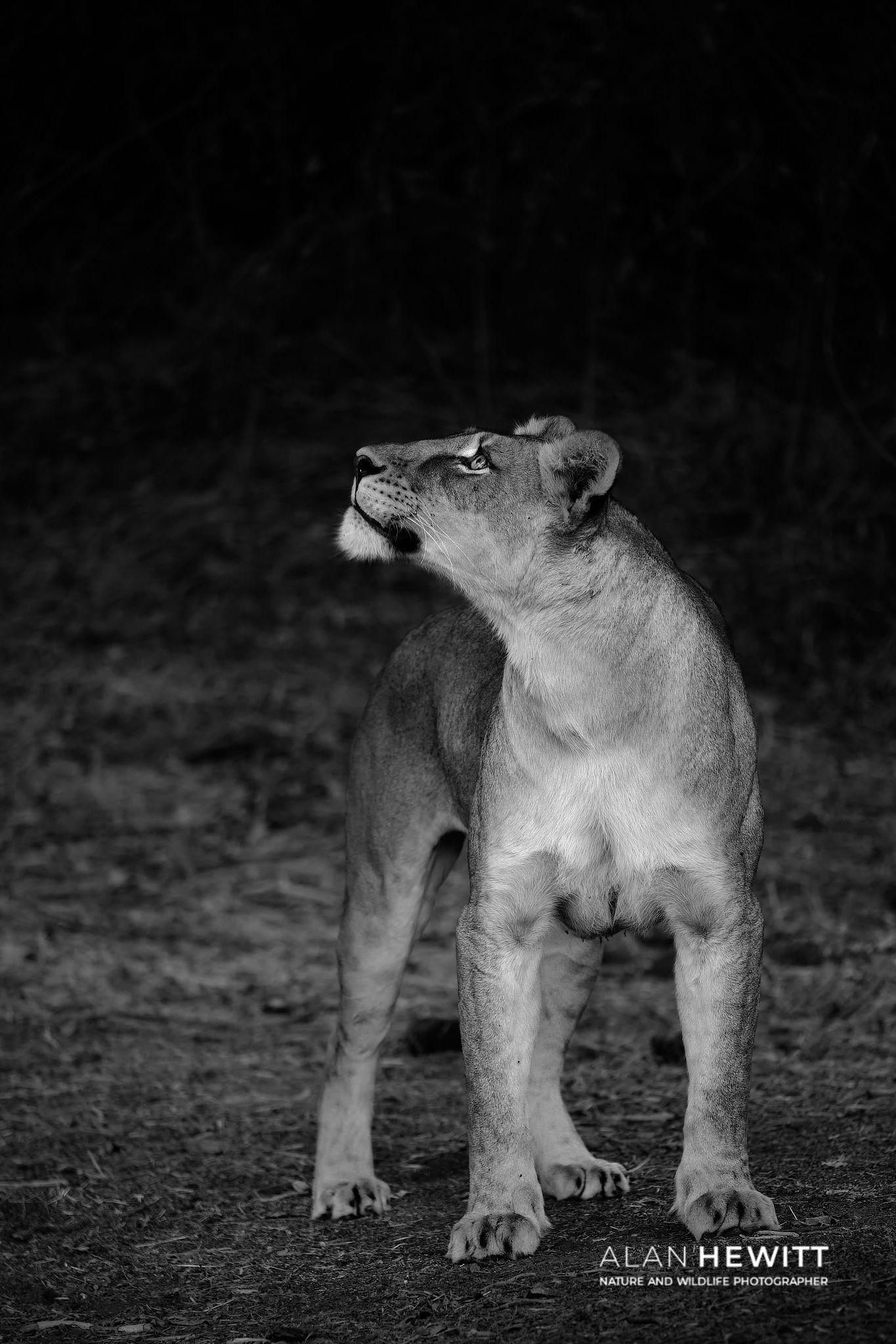 A black-and-white photo of a lioness looking upward